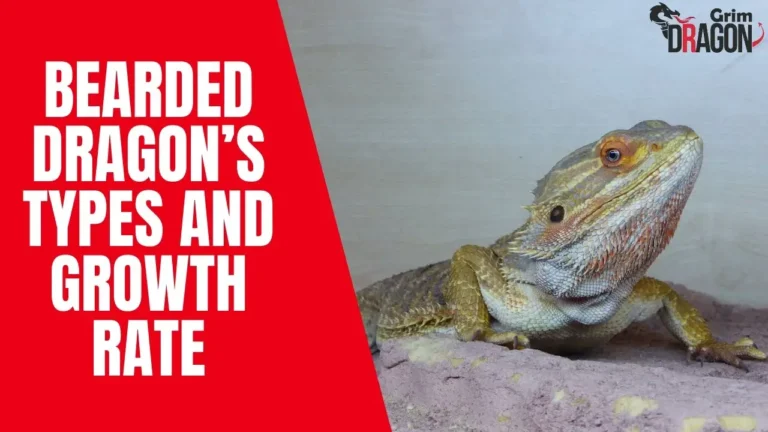 how-big-does-the-bearded-dragon-get