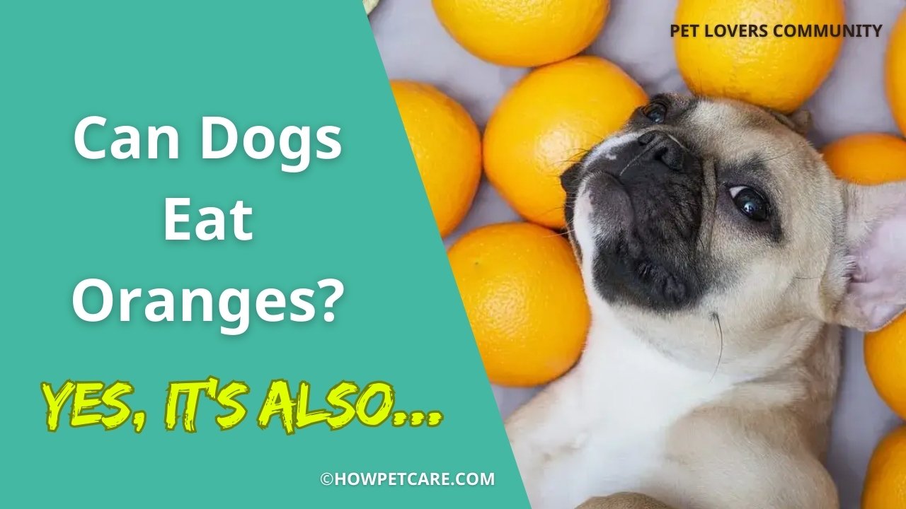 Can dogs eat oranges