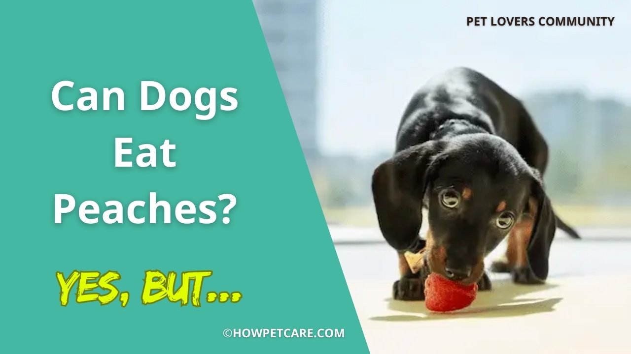 can dogs eat peaches