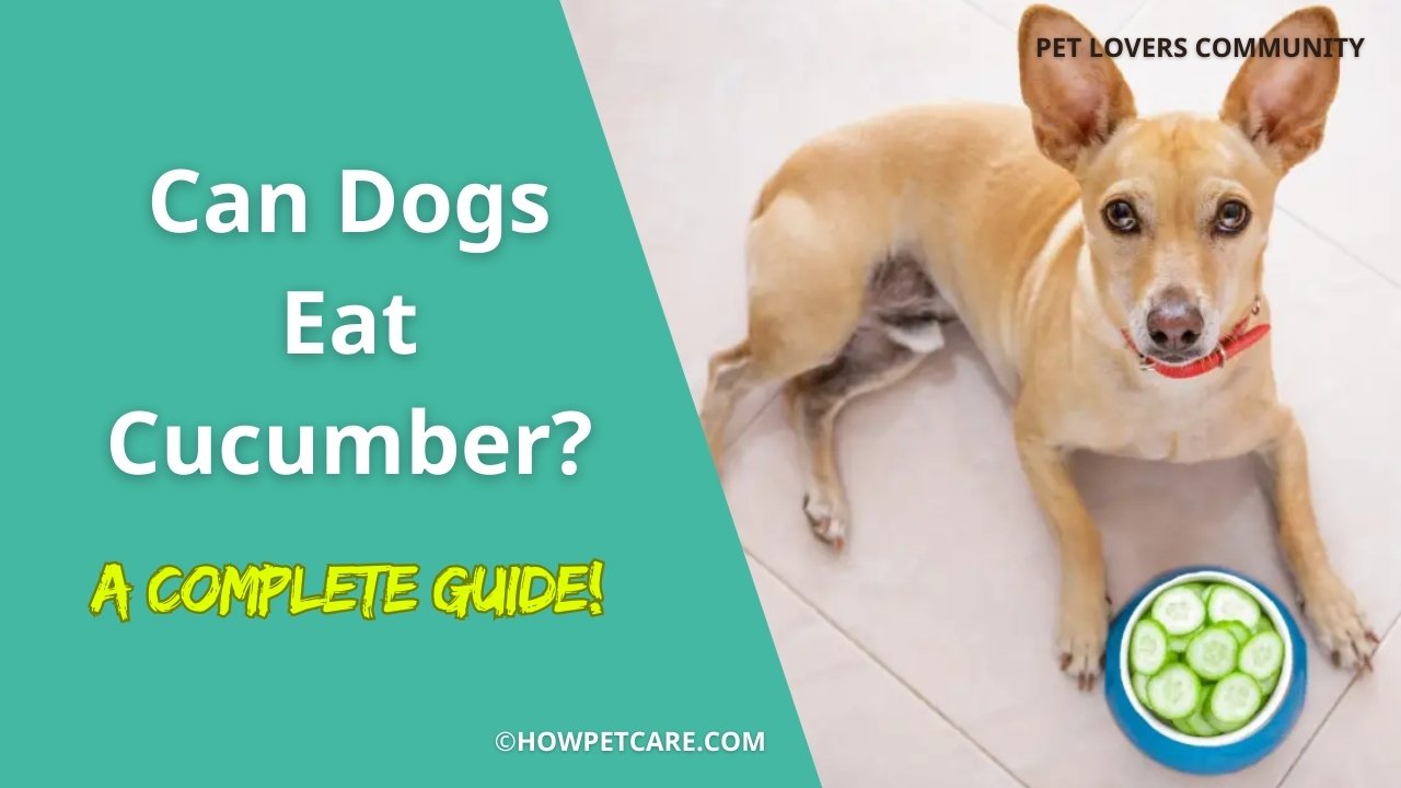 Can Dogs Eat Cucumber