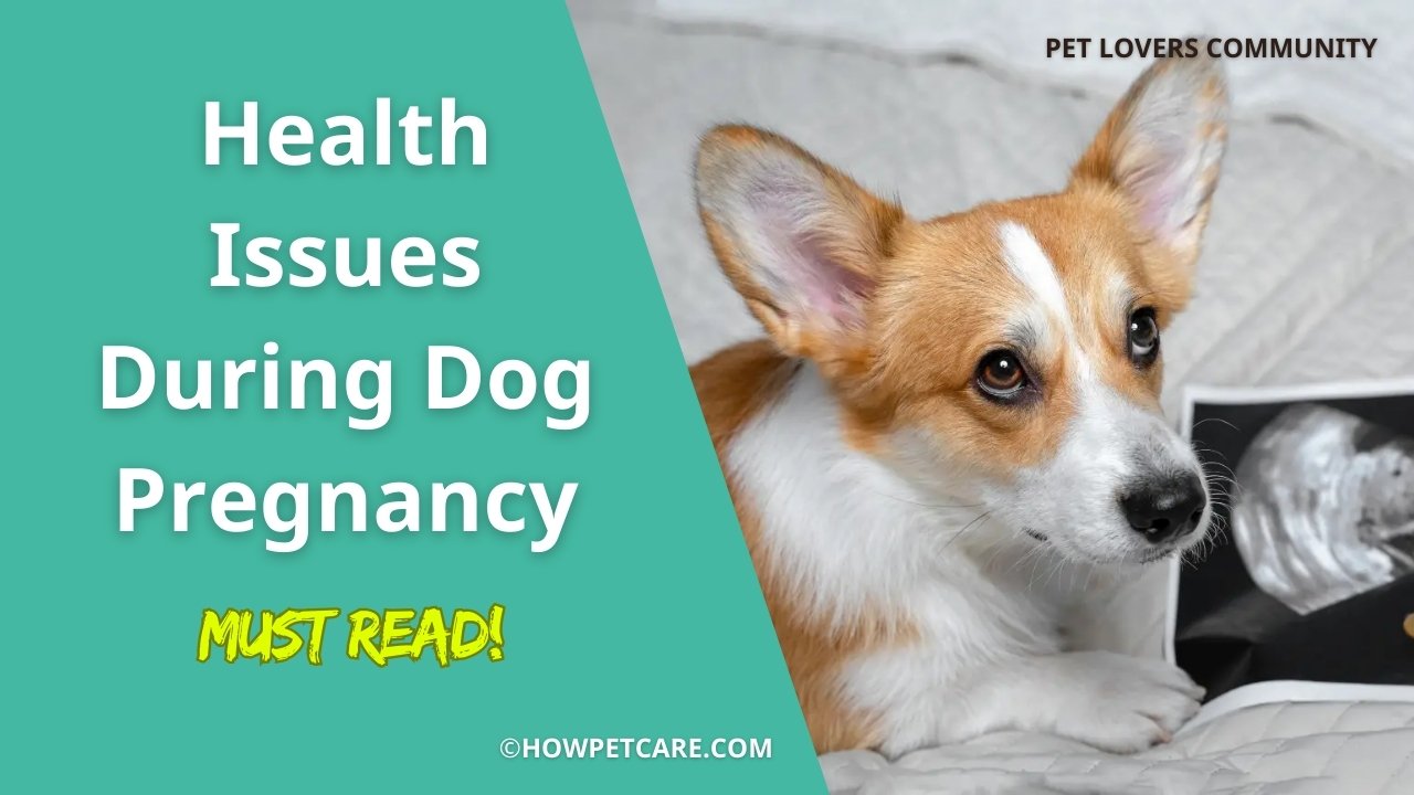 Health Issues to Watch for During Dog Pregnancy