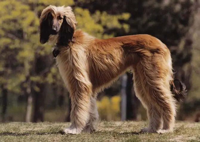 afghan hound 66e6d17871909