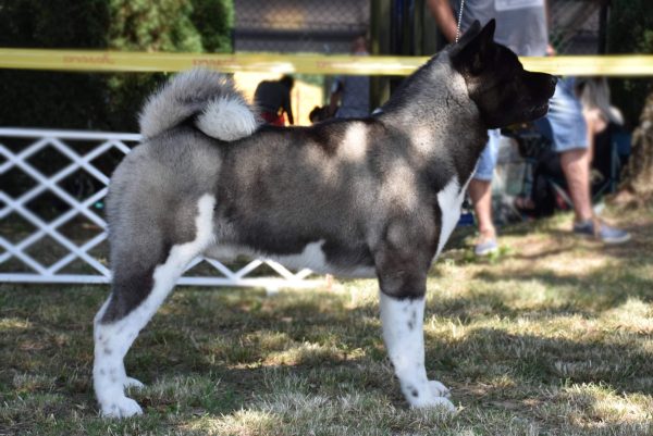 american akita 66e6ca75cd37e