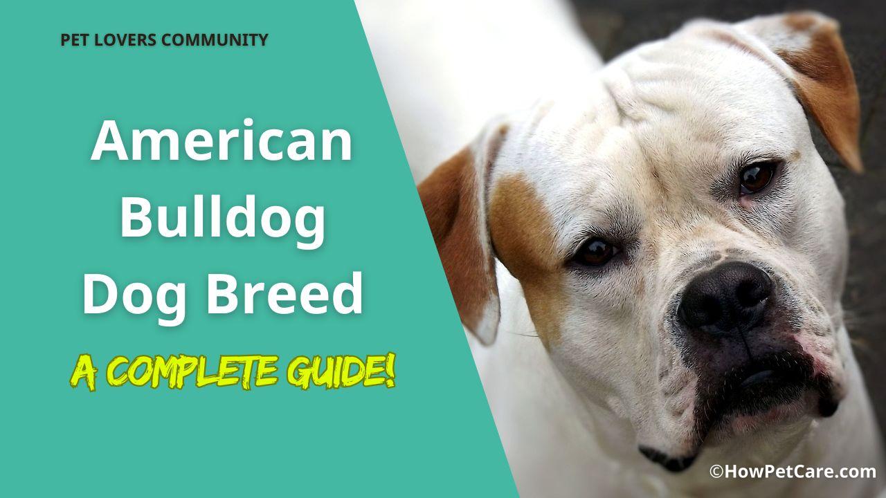 american bulldog dog breed