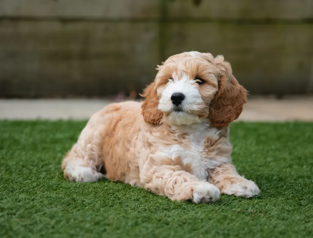 An adorable eight week old Cockapoo, a Cocker Spaniel Poodle Mix puppy, lying on the grass in a garden.