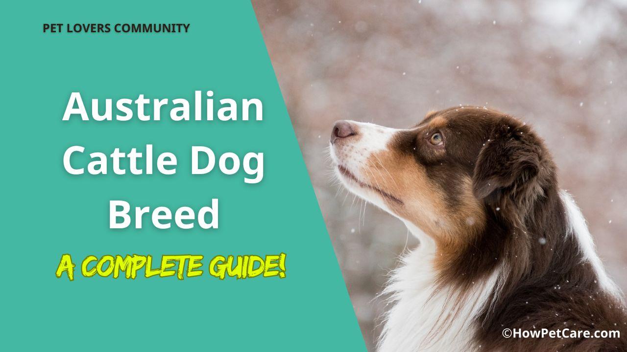 australian caatle dog breed