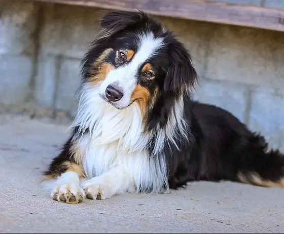 australian shepherd 66e6d2d07153a