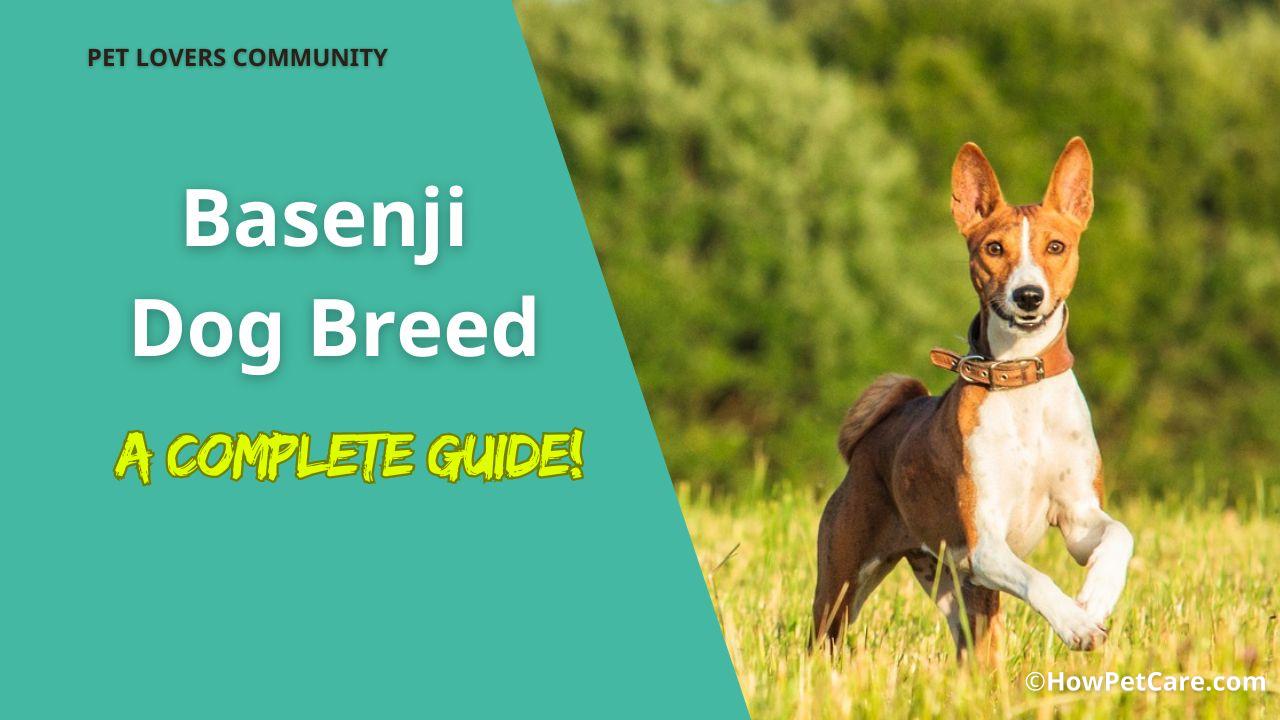 basenji dog breed