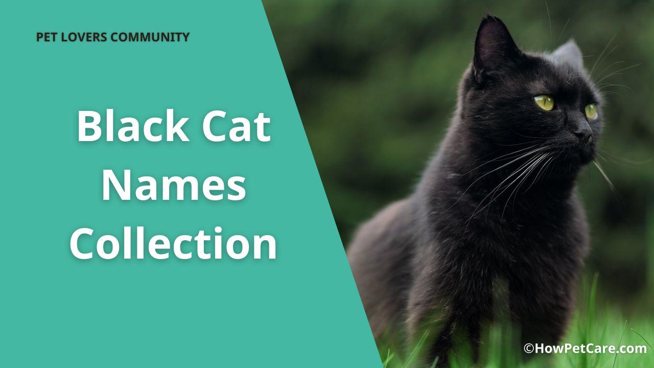 black cat names