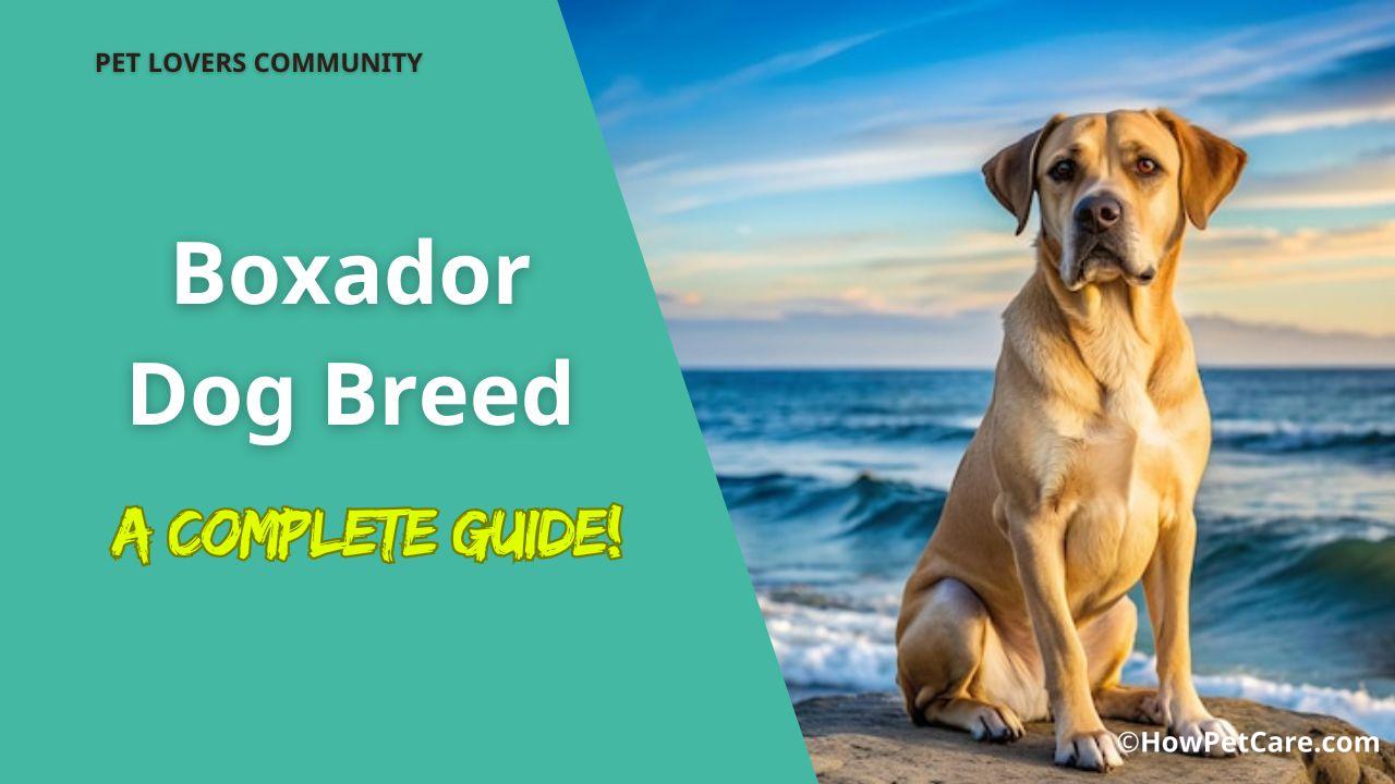 boxador dog breed