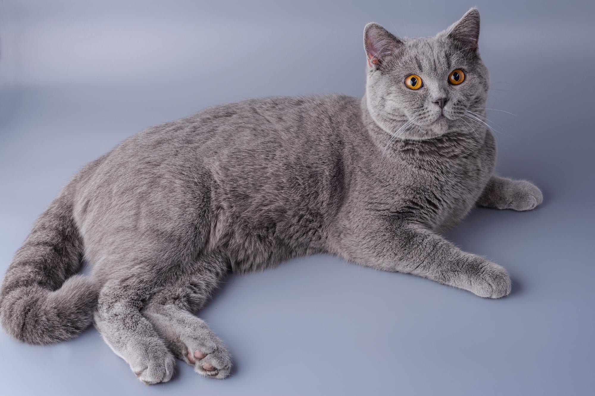 british shorthair cat 66e6fff18f4dc