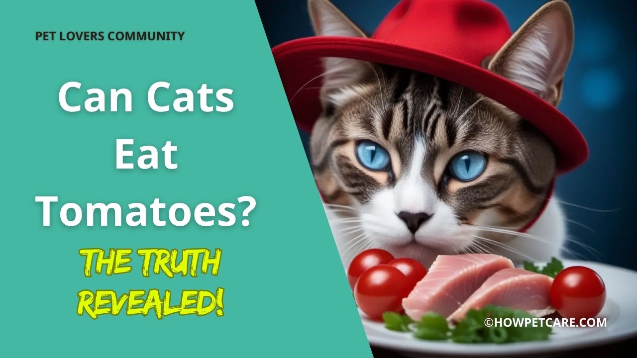 can cat eat tomatoes