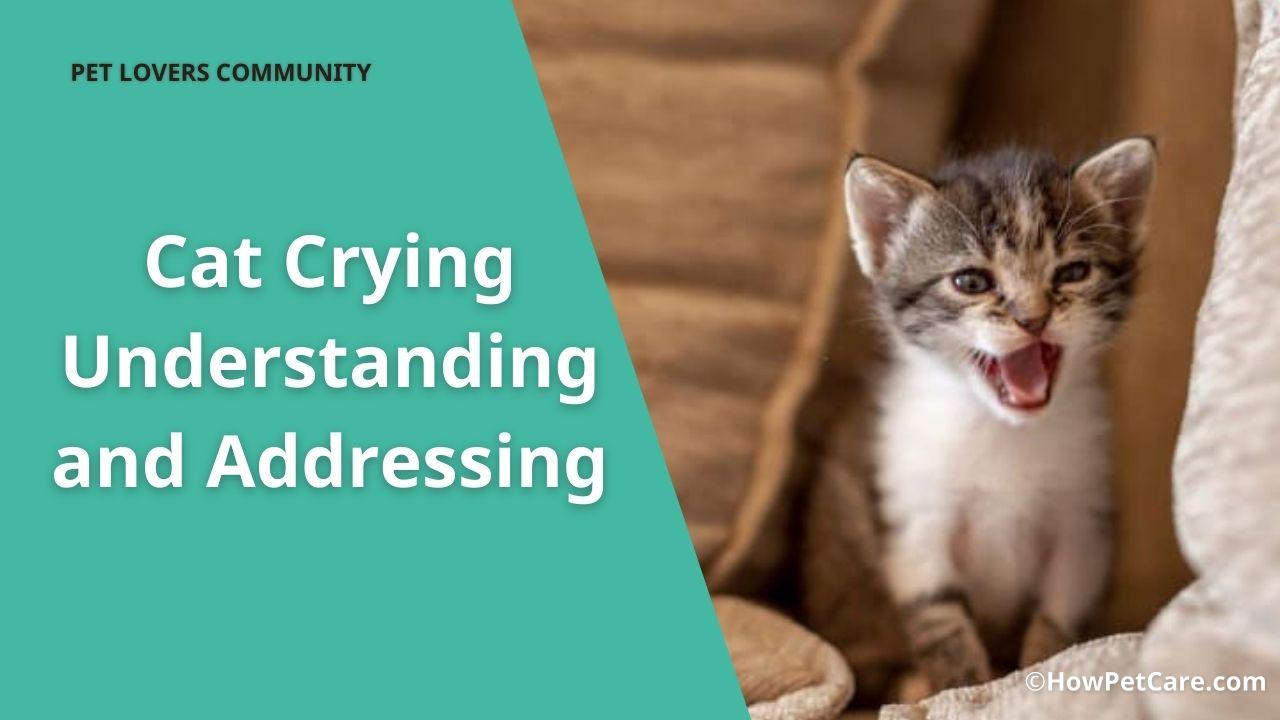 cat crying