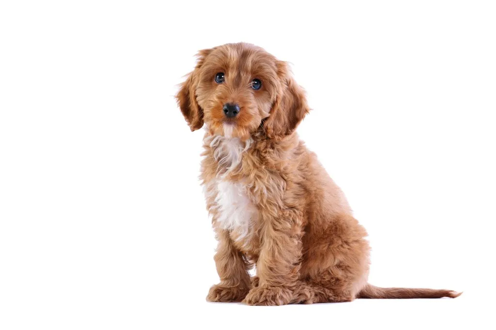 Cockapoo puppy