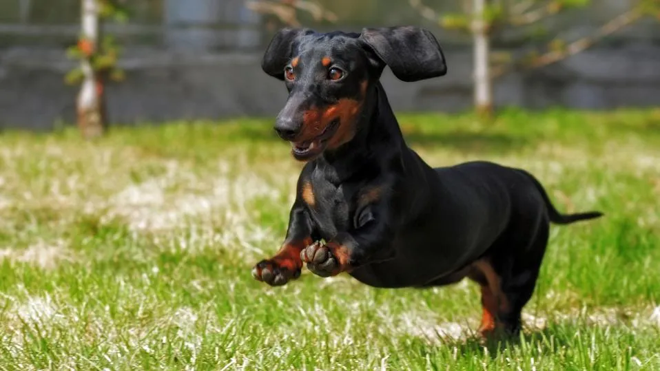 Dachshund with its distinctive long body" width=