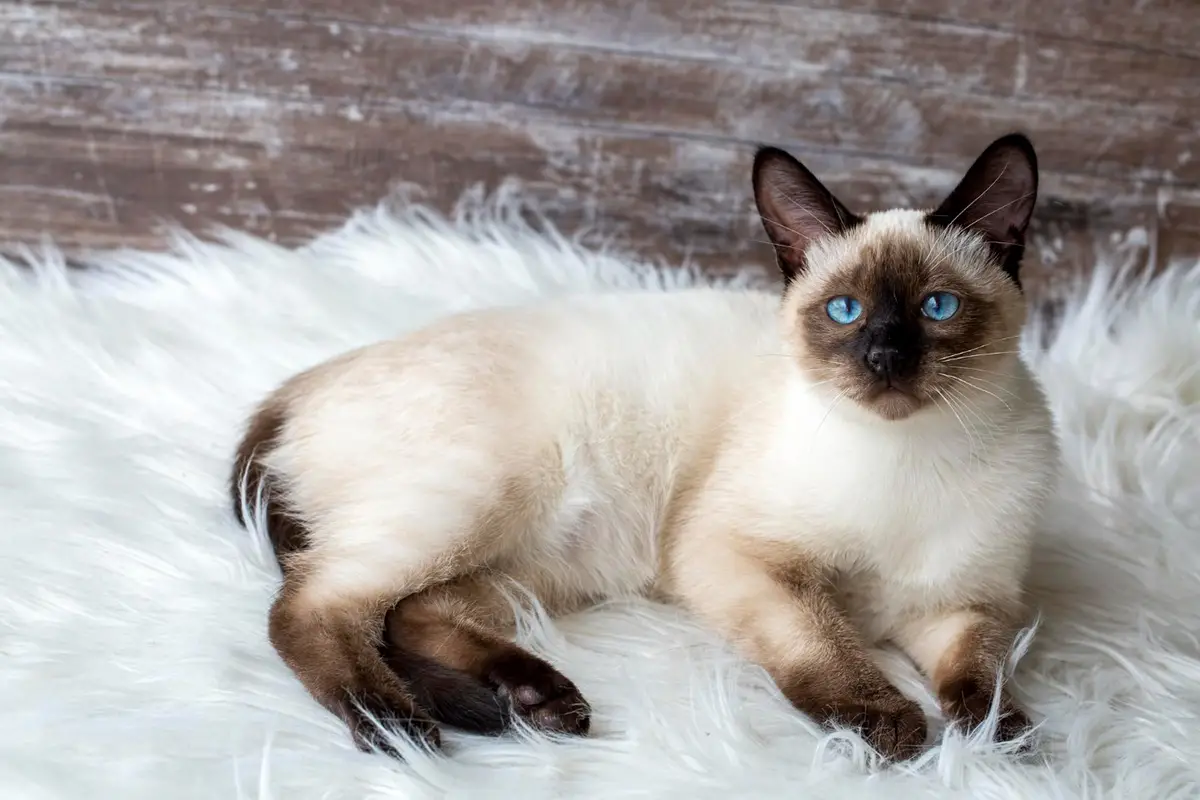 facts about siamese cats 66e7037366217