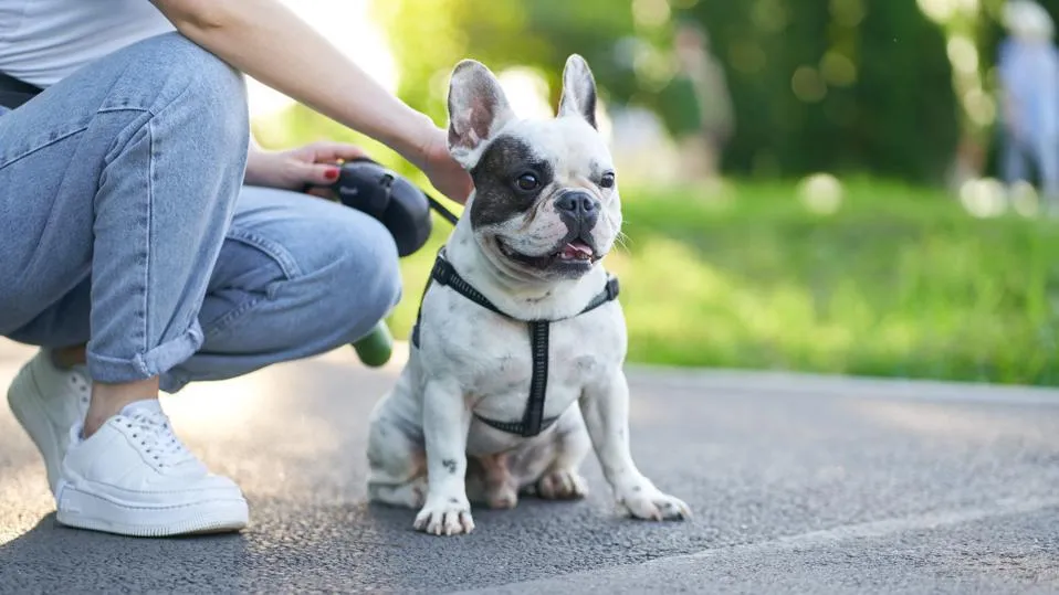 French Bulldog lounging on a couch" width=