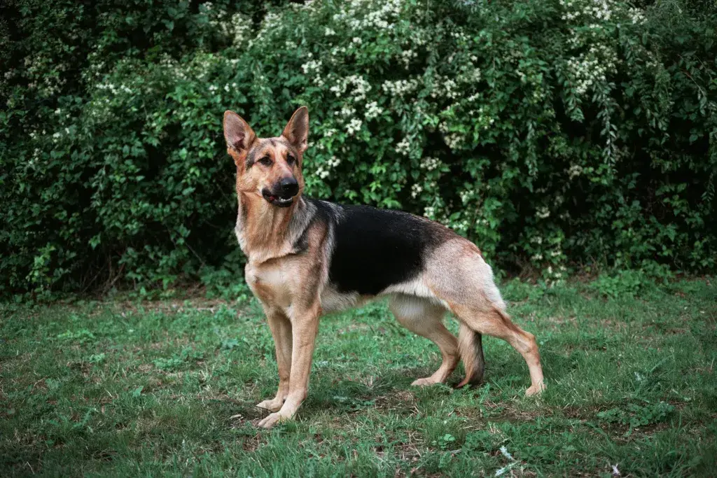 german shepherd dog 66e85bd0b82ea