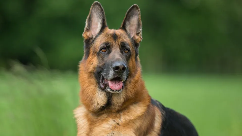 German Shepherd in an alert stance" width=