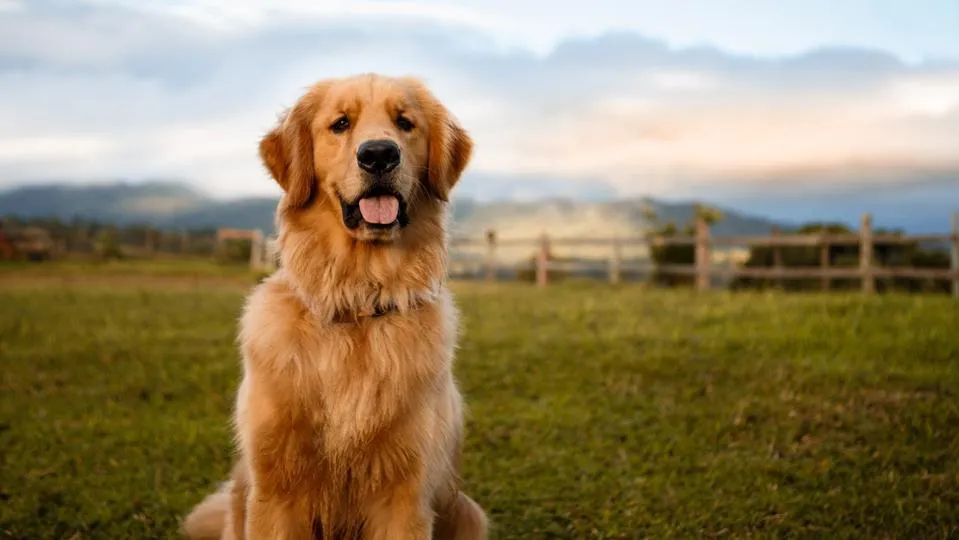 Golden Retriever sitting happily" width=