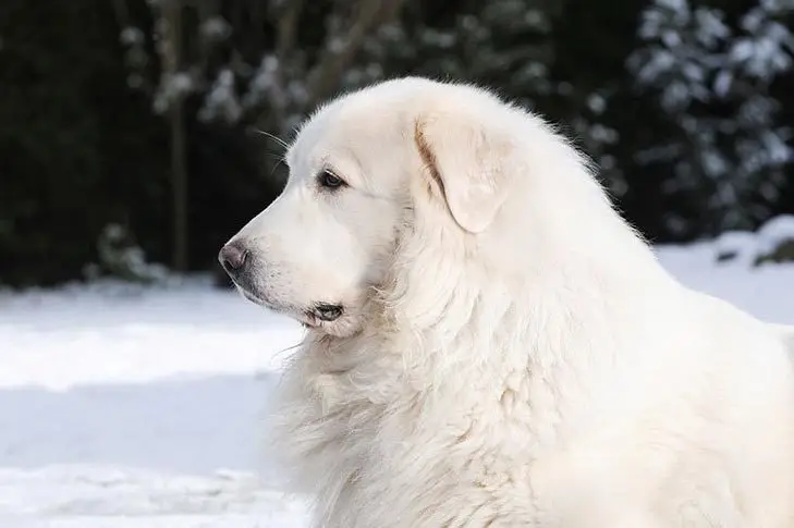 great pyrenees 66e6c4814576c