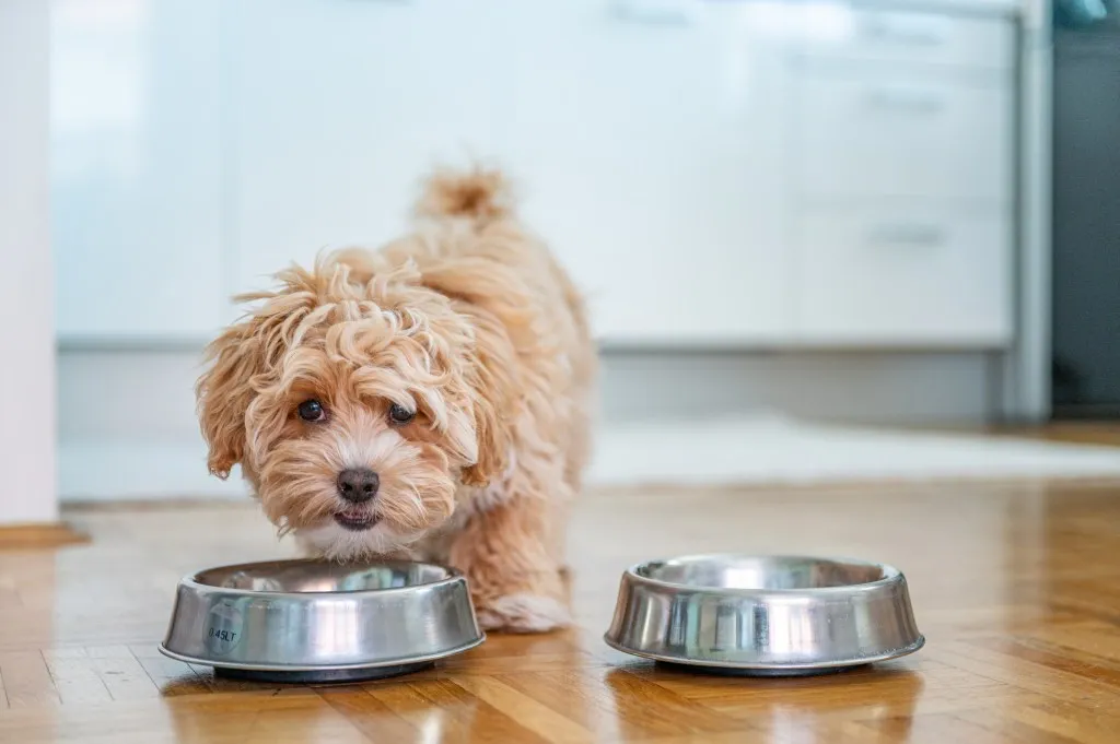 Maltipoo, a Maltese Poodle mix, puppy lying down