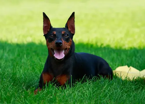 miniature pinscher 66fc1d8916c40