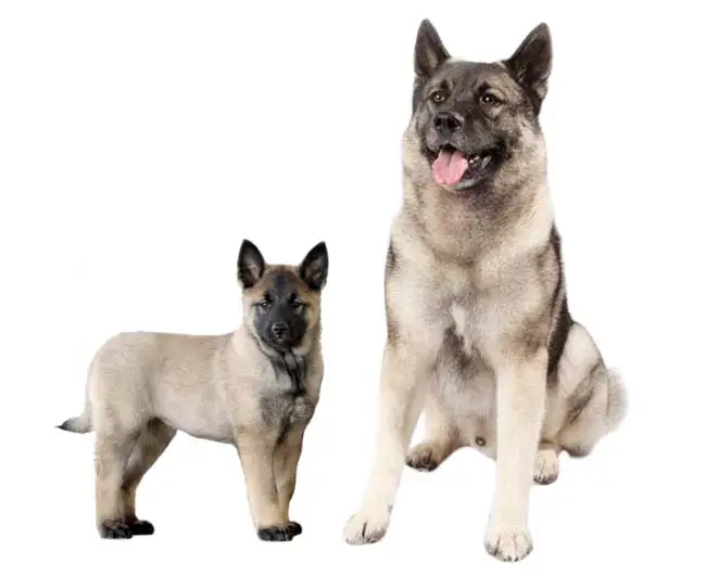 norwegian elkhound 66fc1a5265131