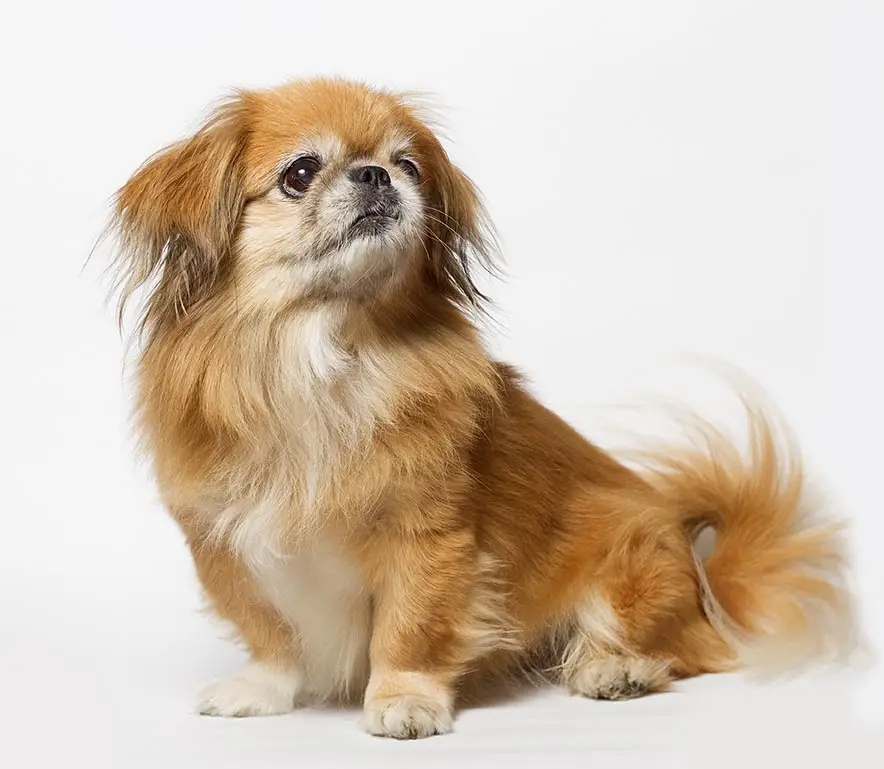 pekingese 66e6c69308aed