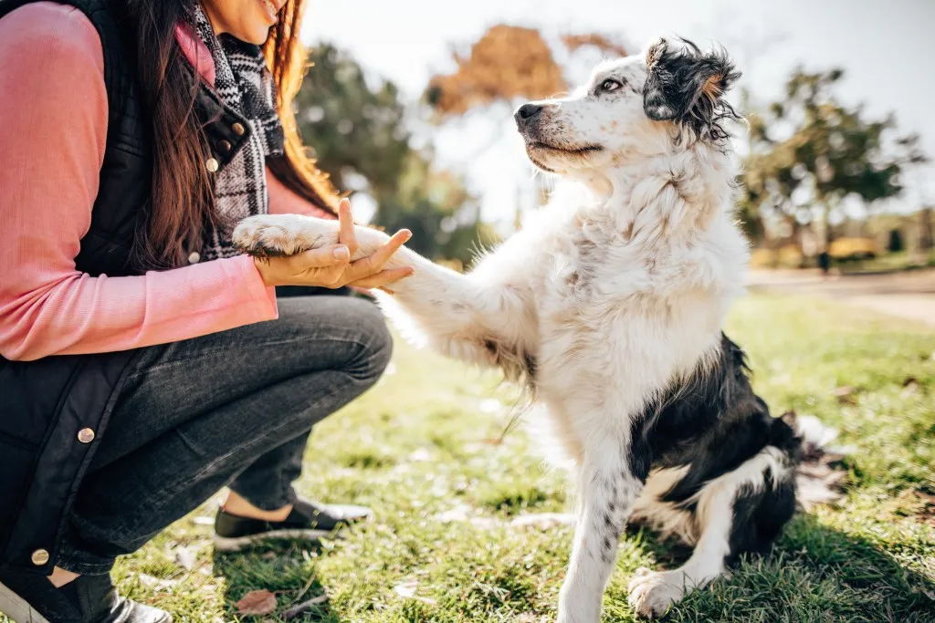 Photograph of a dog training session at the park, an important element of raising a pup for novice dog owners to remember.