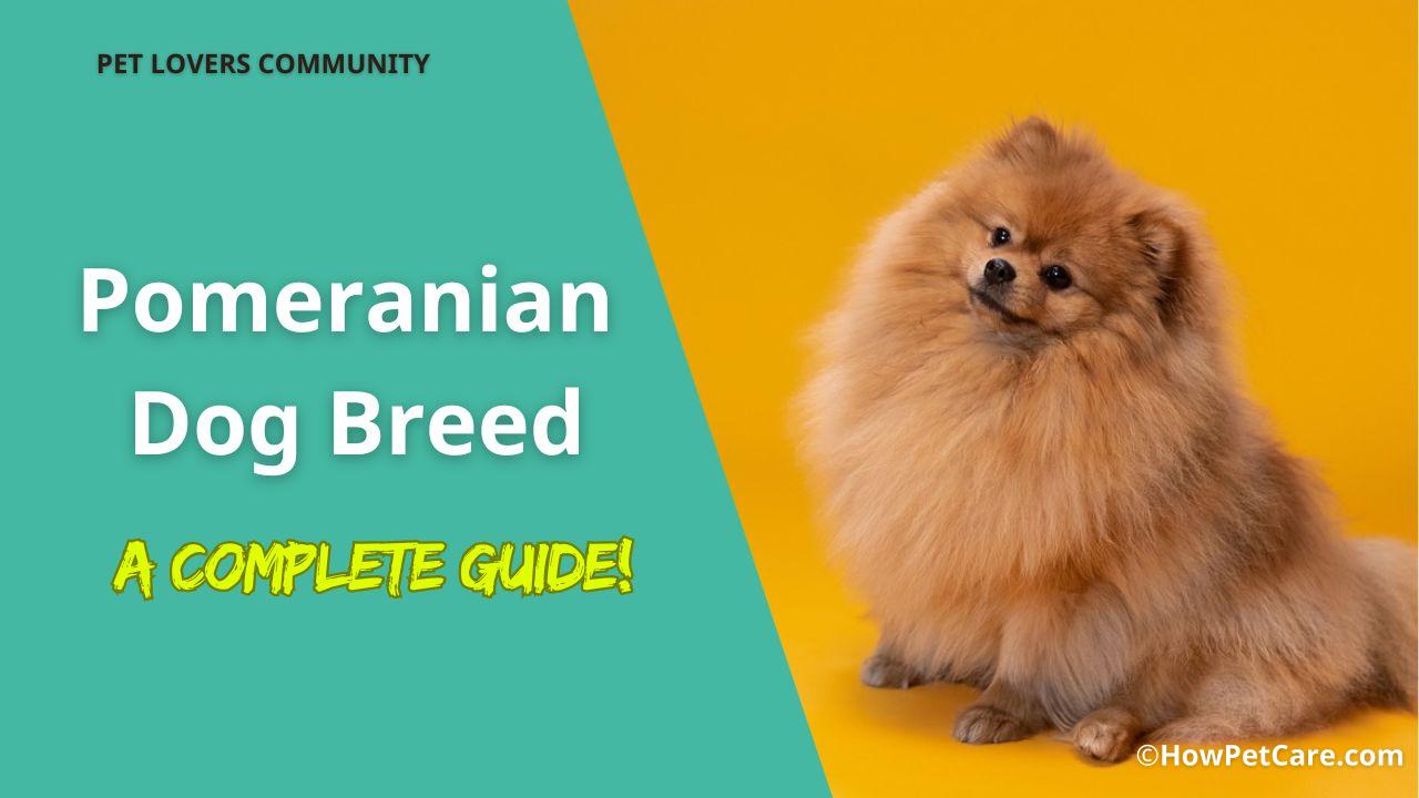 pomeranian dog breed