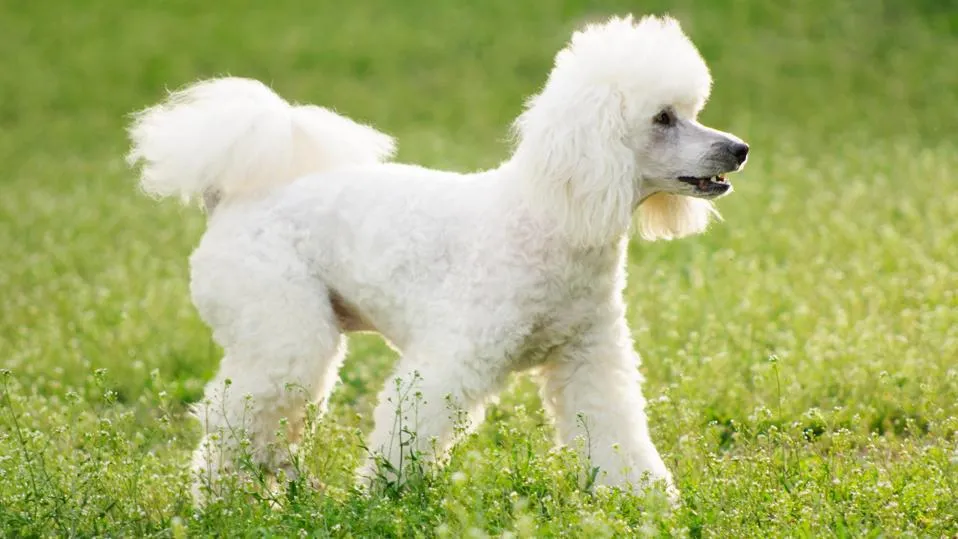 Poodle with a stylish haircut" width=