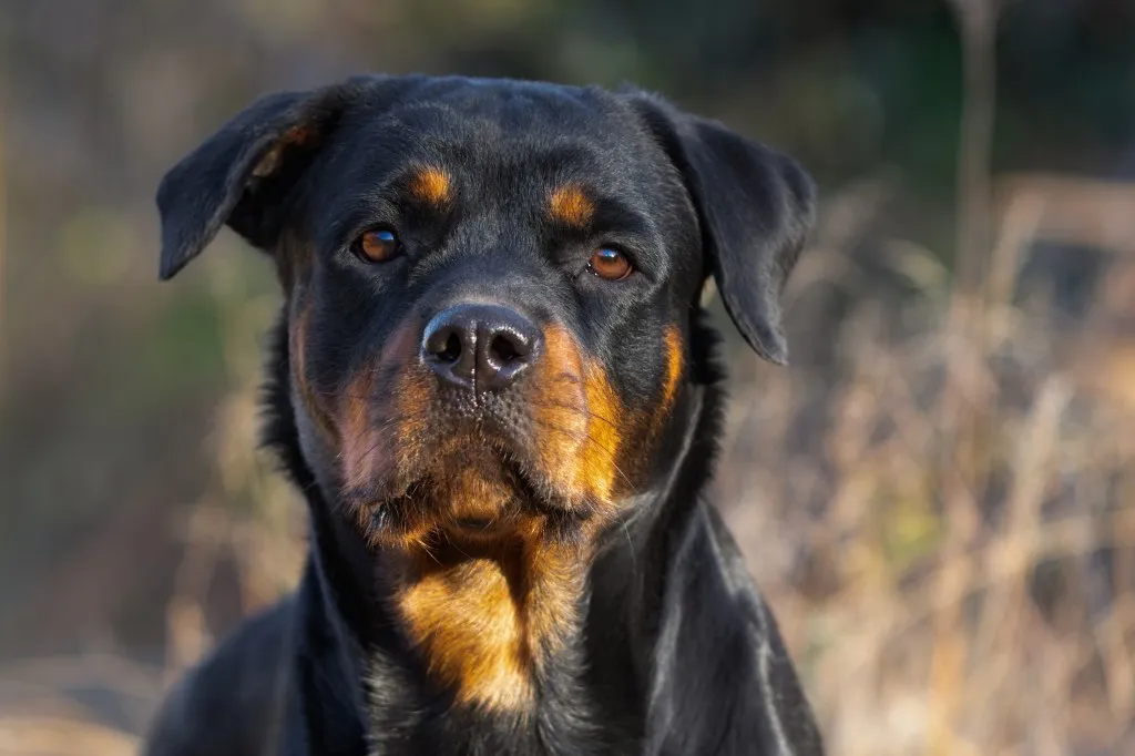 Rottweiler in a field