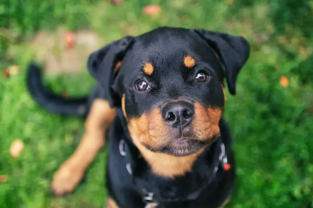 Rottweiler puppy