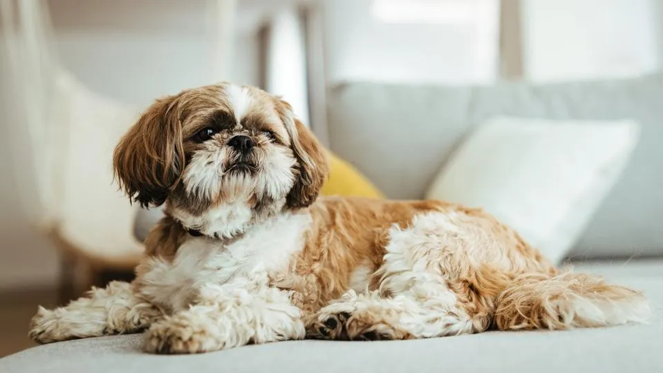 Shih Tzu relaxing on a couch" width=