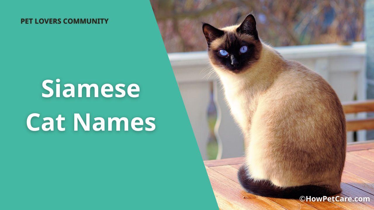 siamese cat name