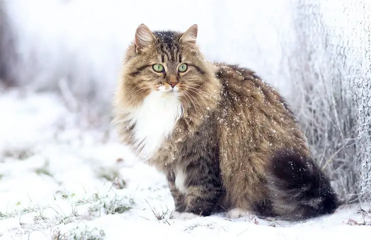 The Siberian Cat: A Majestic Companion for Your Home