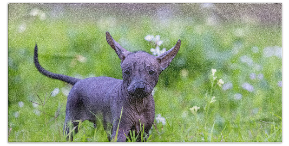 Xoloitzcuintli: The Ancient Mexican Hairless Dog - Your Ultimate Guide